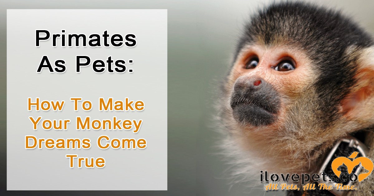 Primates as pets - childhood dream, terrible idea!