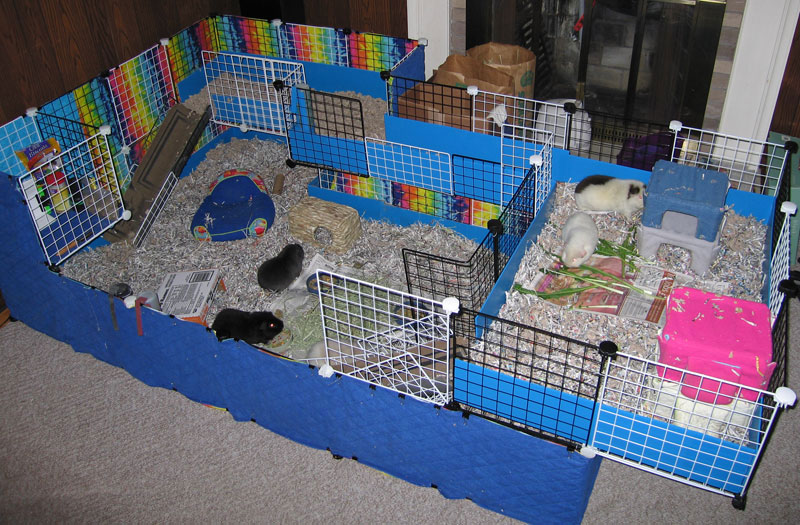 edible guinea pig house