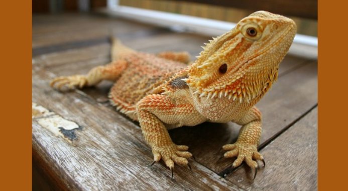 central bearded dragon pet lizards