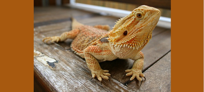 Bearded Dragons For Sale - Pet Central - Pet Central