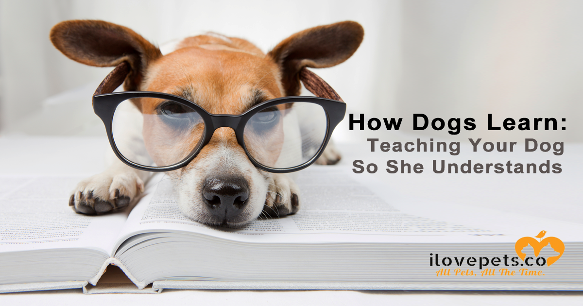 How Dogs Learn: Teaching Your Dog So She Understands