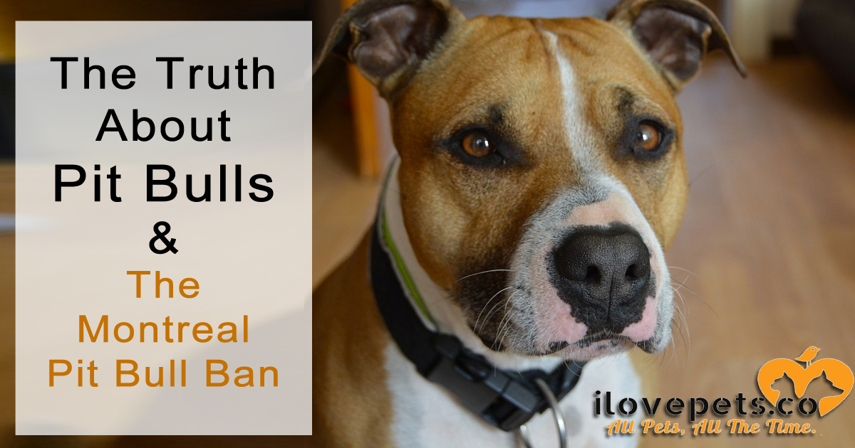 The Truth About Pit Bulls And The Montreal Pit Bull Ban
