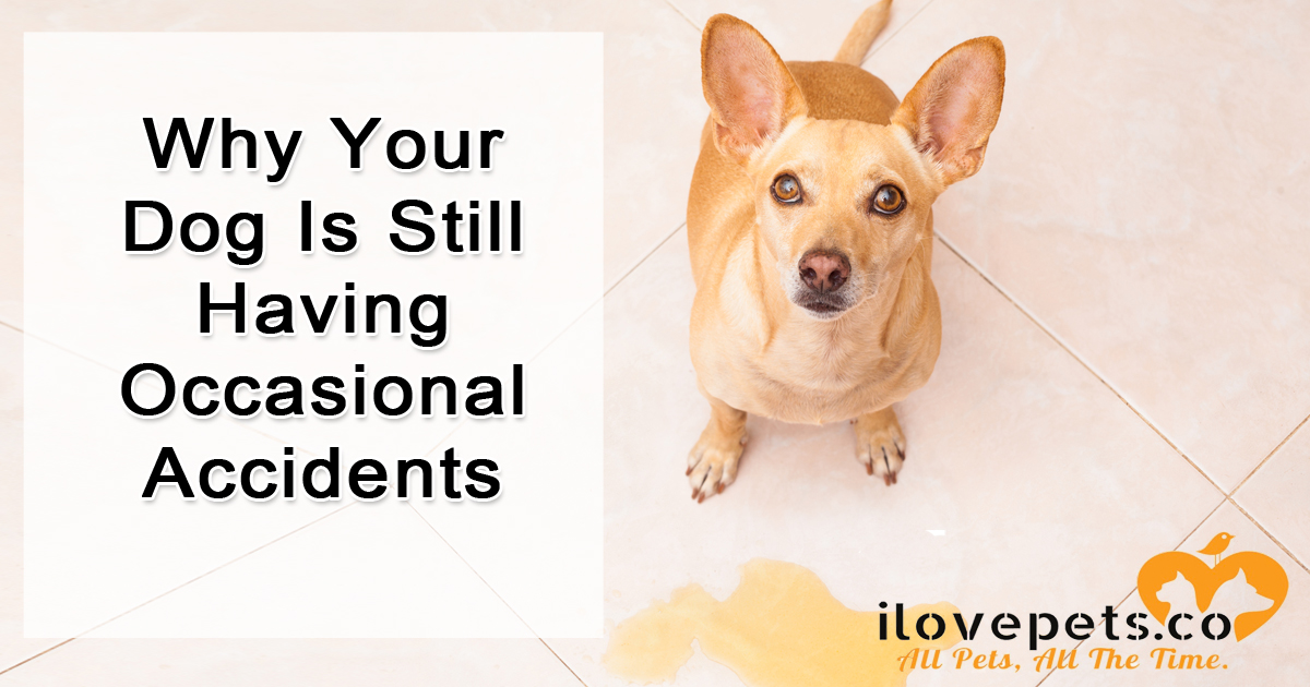 Why your dog still has occasional accidents