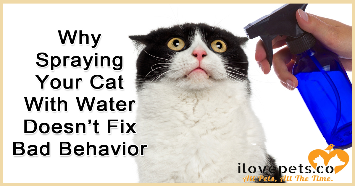 Using a spray bottle to train your cat won't solve bad behavior - but there's many great alternatives that won't ruin your relationship