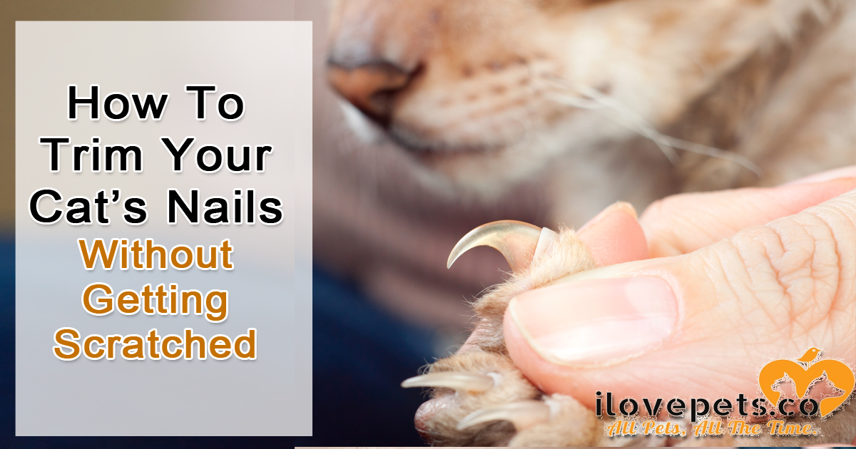 Trim your cat's nails without getting scratched using counter conditioning and desensitization
