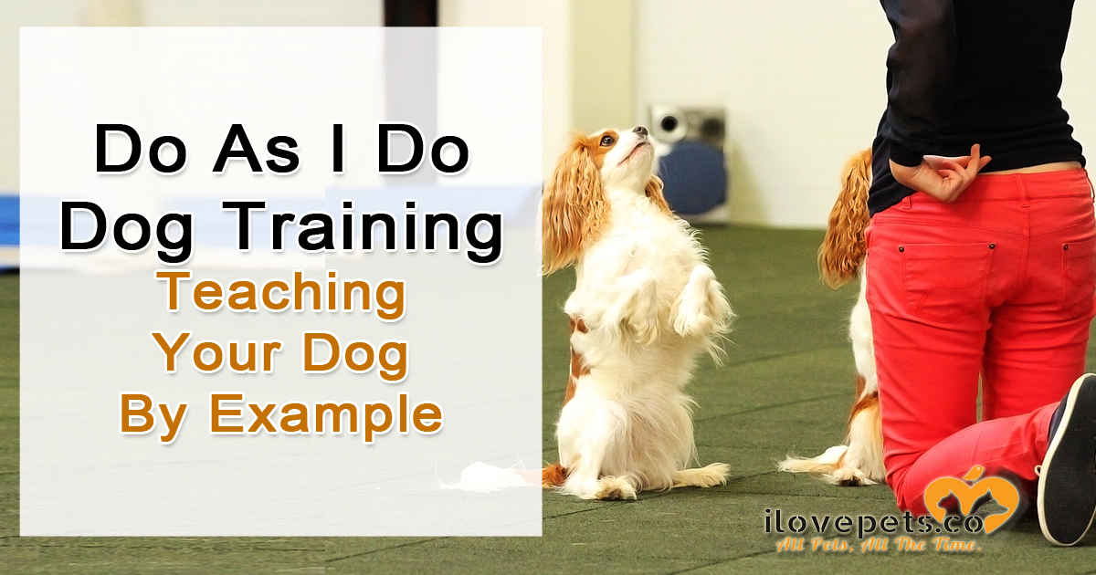 do as i do social learning dog training