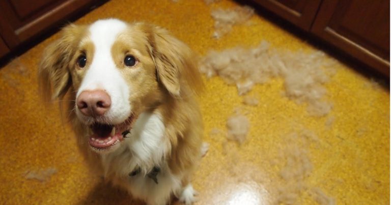 Why Do Dogs Shed Hair And How To Prevent Excessive Shedding?