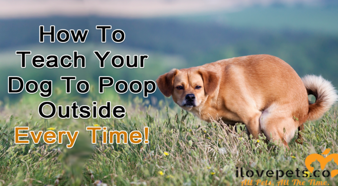 How To Get Your Dog To Poop Outside Every Time I Love Pets,Tuxedo Cats