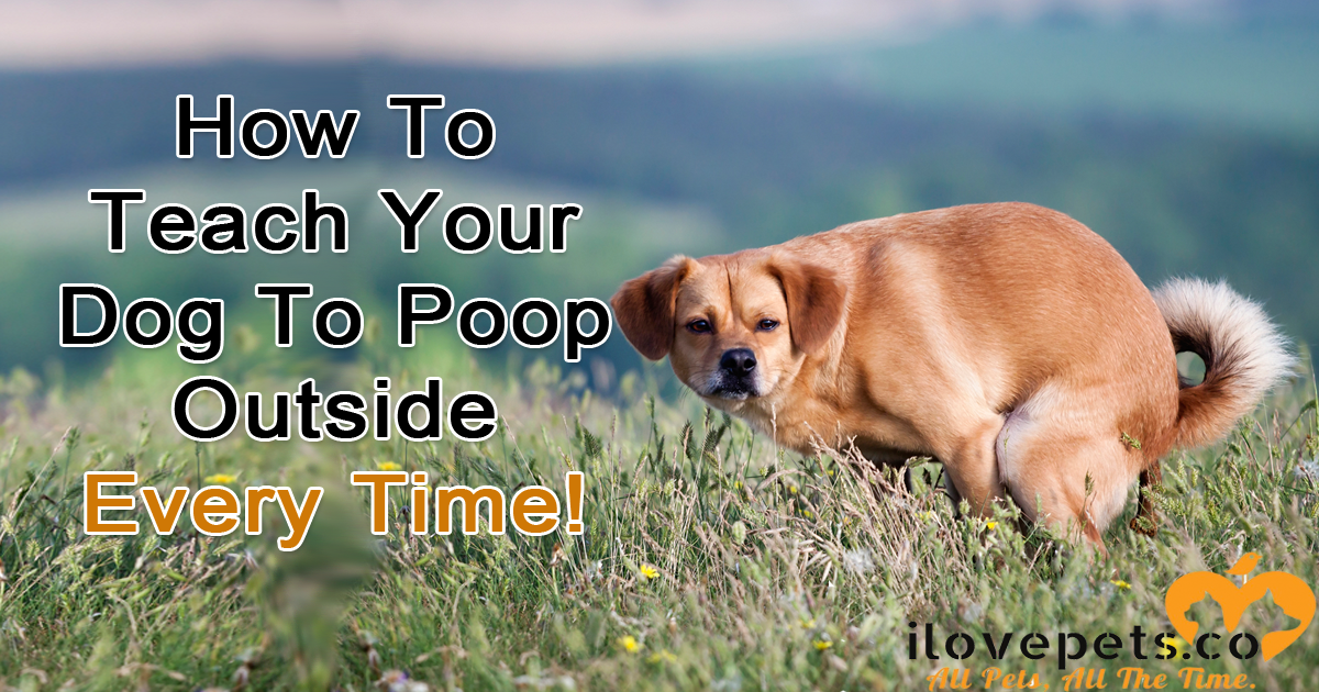 how to get your dog to poop in the yard