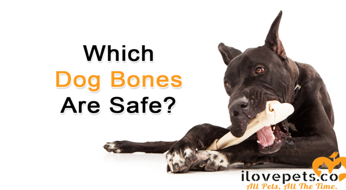 Finding The Perfect Chew Bones For Your Dogs