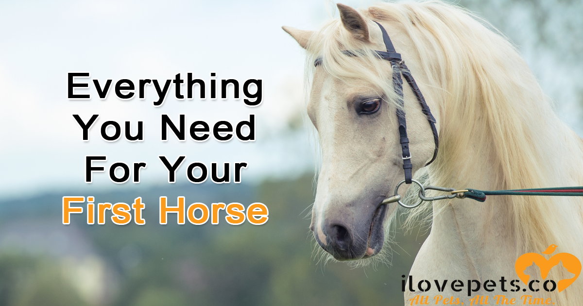 Everything You Need For Your First Horse