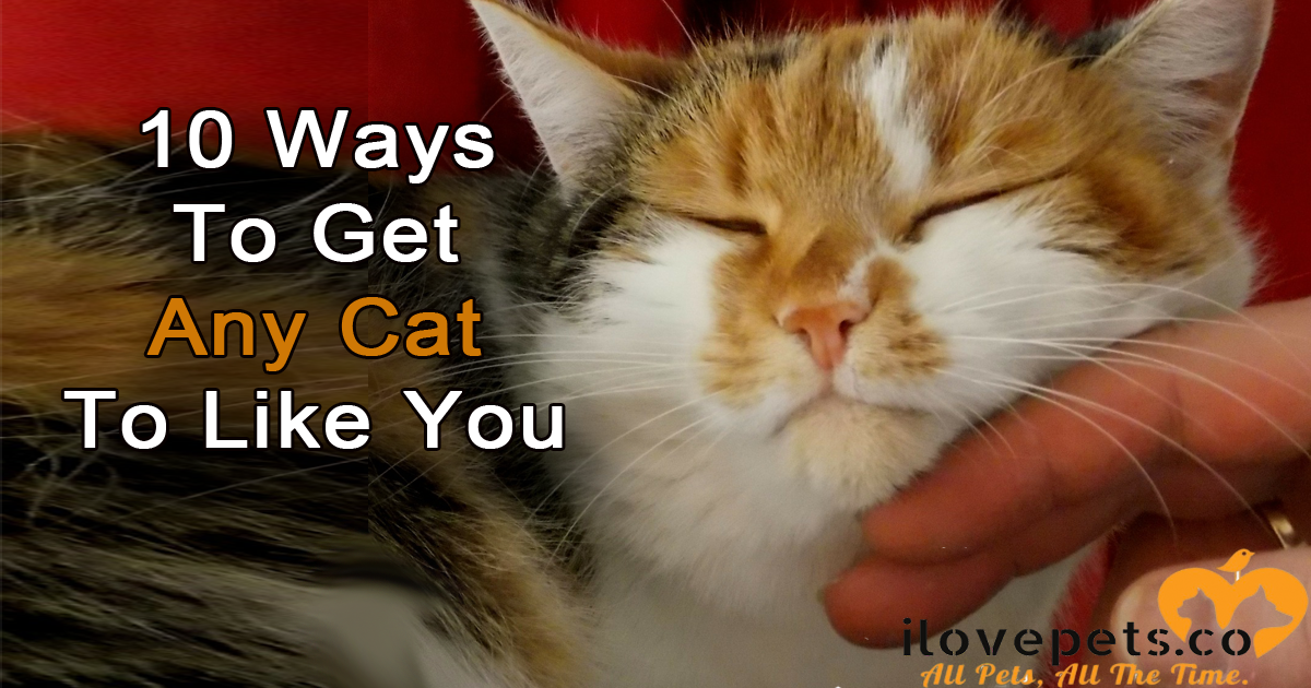 10 Ways To Get ANY #Cat To Like You