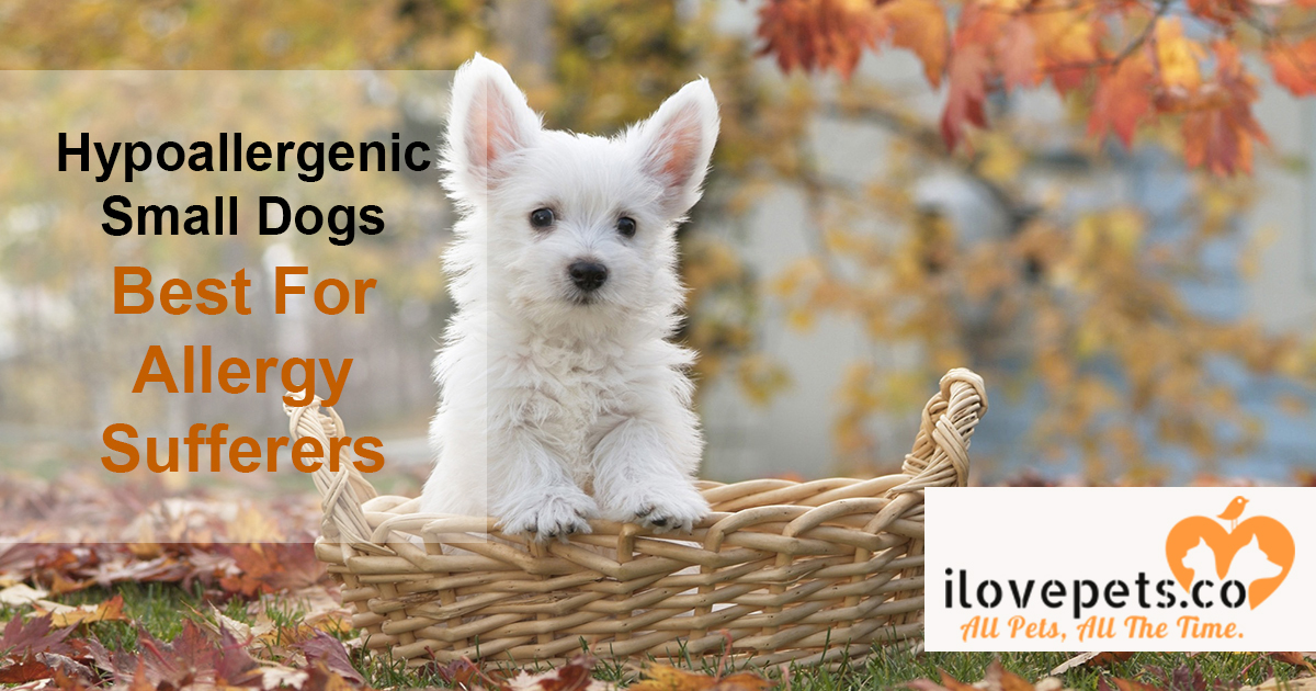 Why Hypoallergenic Small Dogs Are Best For Allergy Sufferers 