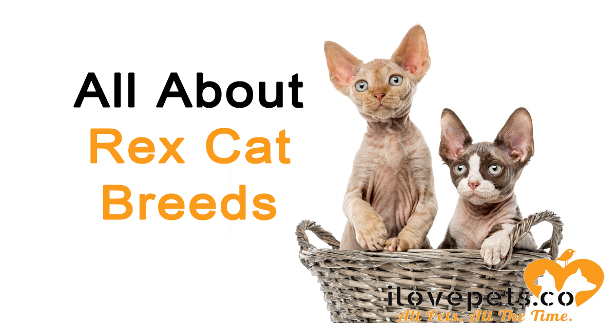 All About Rex Cat Breeds I Love Pets
