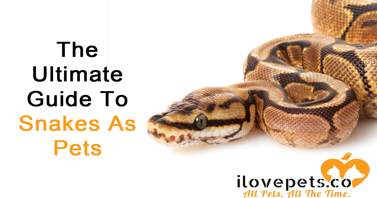 The Ultimate Guide To Snakes As Pets