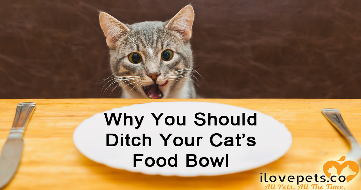 Why You Should Ditch Your Cat's Food Bowl