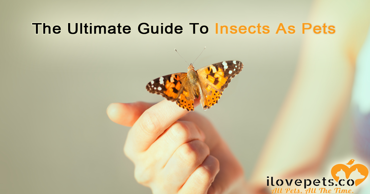The Ultimate Guide To Insects As Pets