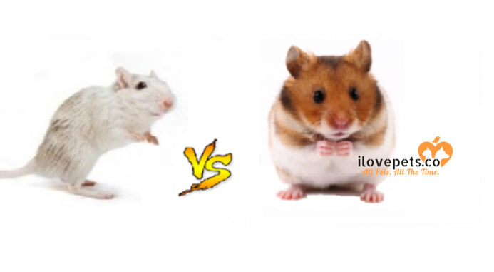 difference between dwarf and syrian hamster