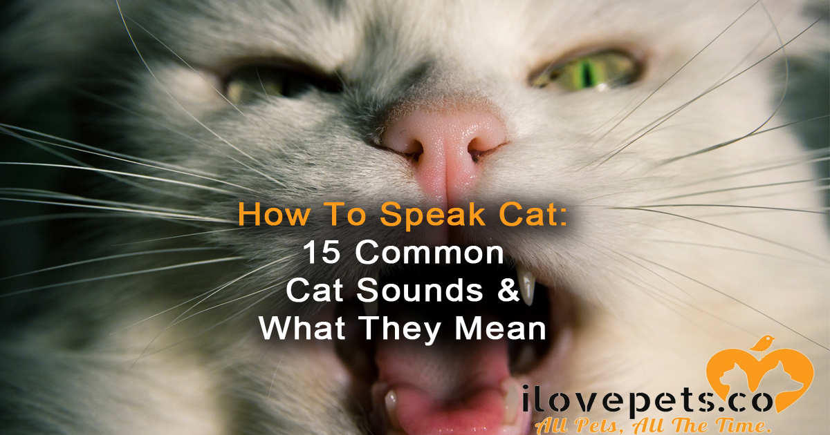 How To Speak #Cat: 15 Cat Sounds, Translated