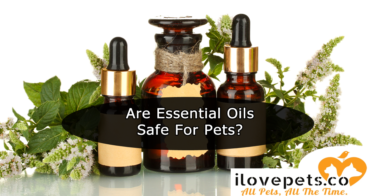 Are Essential Oils Safe For Pets?