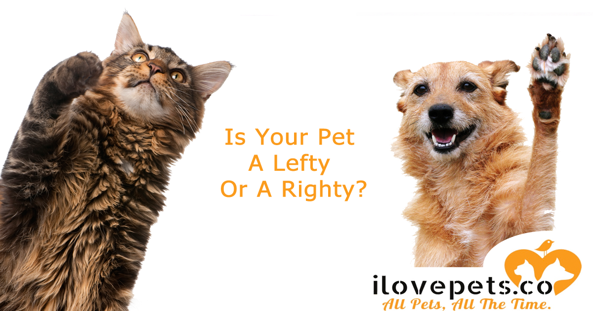 Is Your Pet A Lefty Or A Righty?