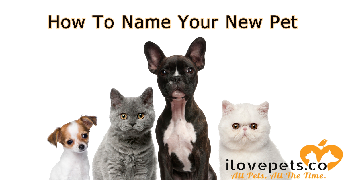 How To Choose A Name For Your Pet Cat Or Dog