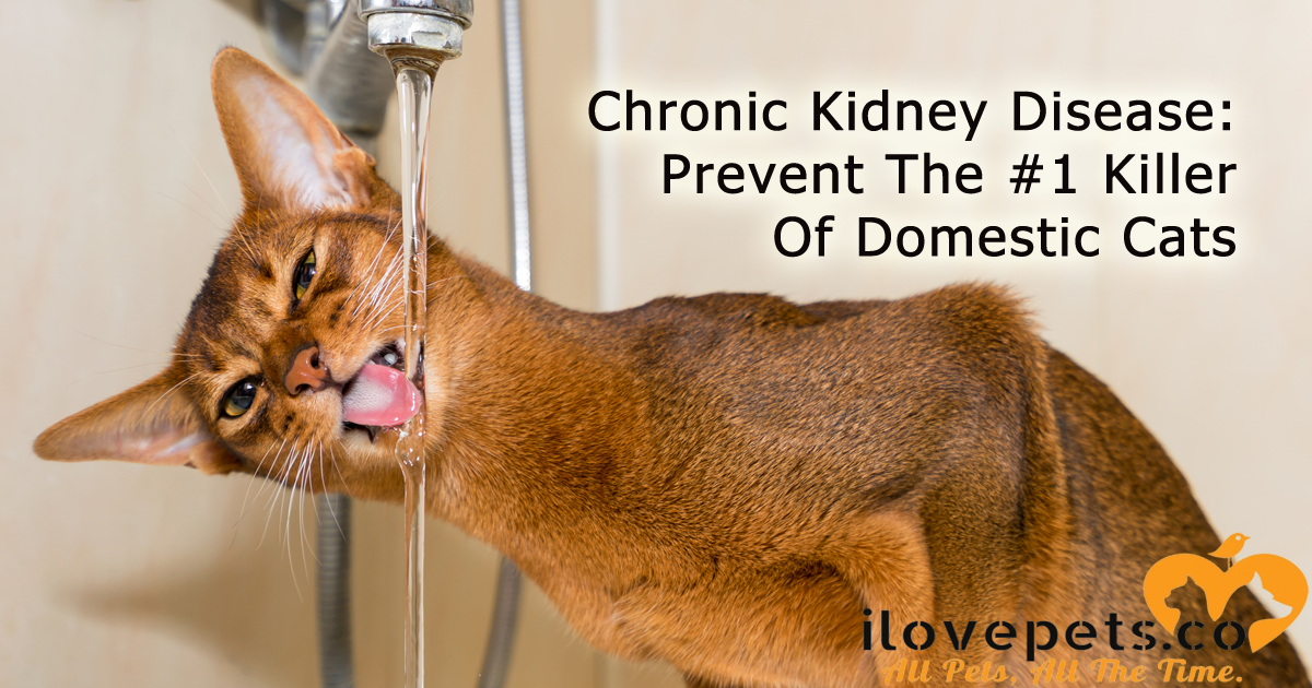 Chronic Kidney Disease: Prevent The #1 Killer Of Domestic #Cats #Cathealth