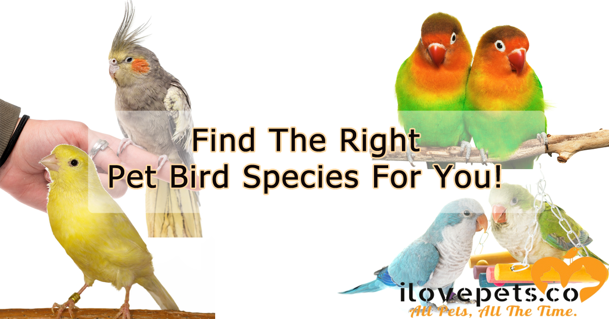 Find The Right Pet Bird Species For You
