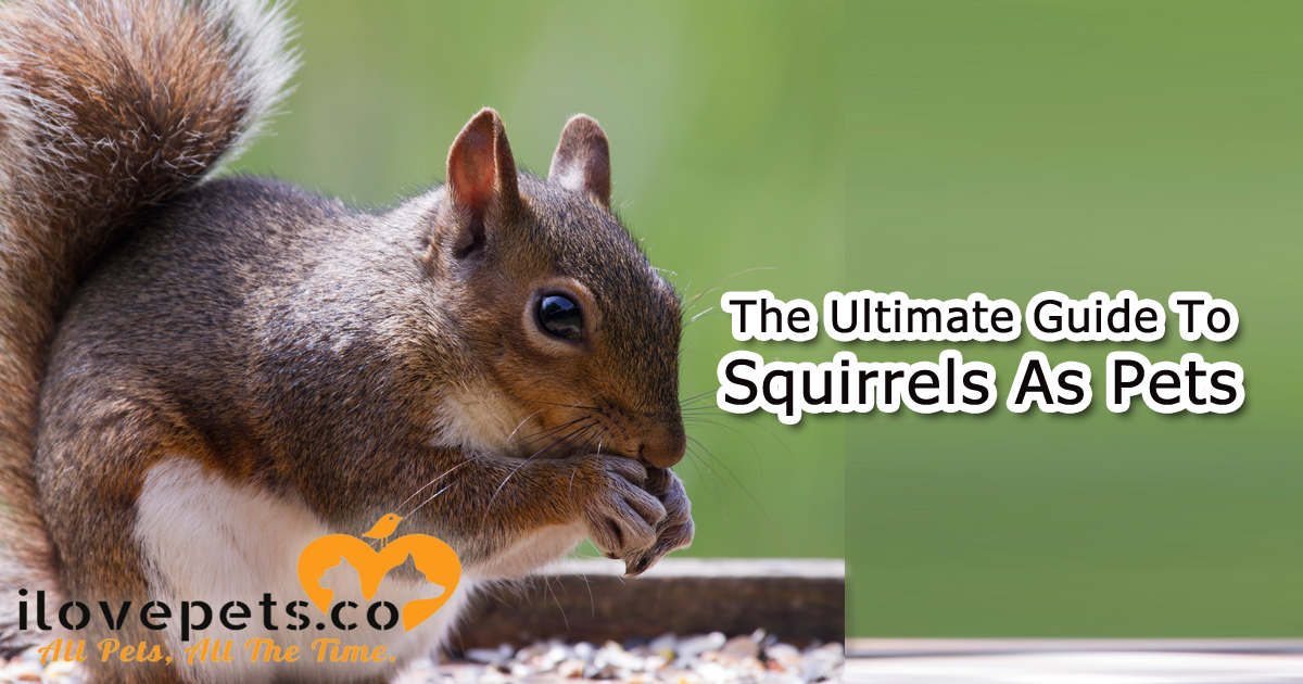 The Ultimate Guide To Raising A Baby Squirrel, Feeding And Rehabilitation