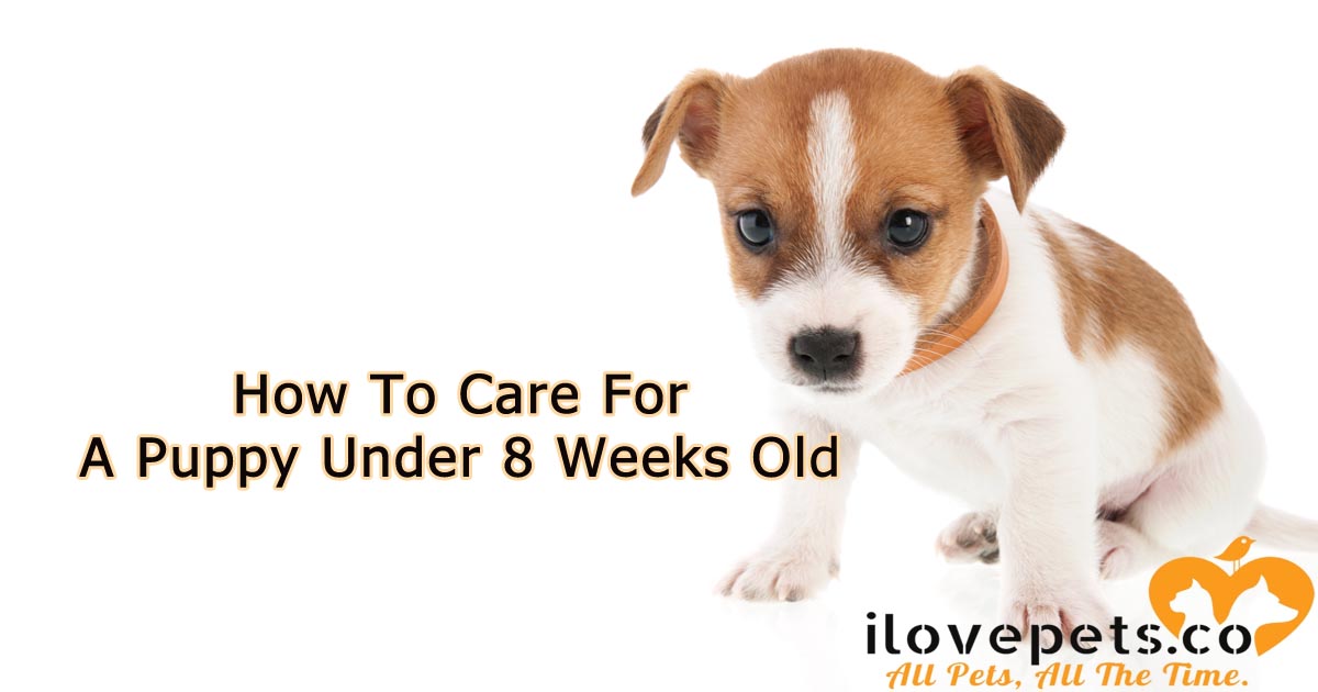 How To Care For A Puppy Younger Than 8 Weeks Old