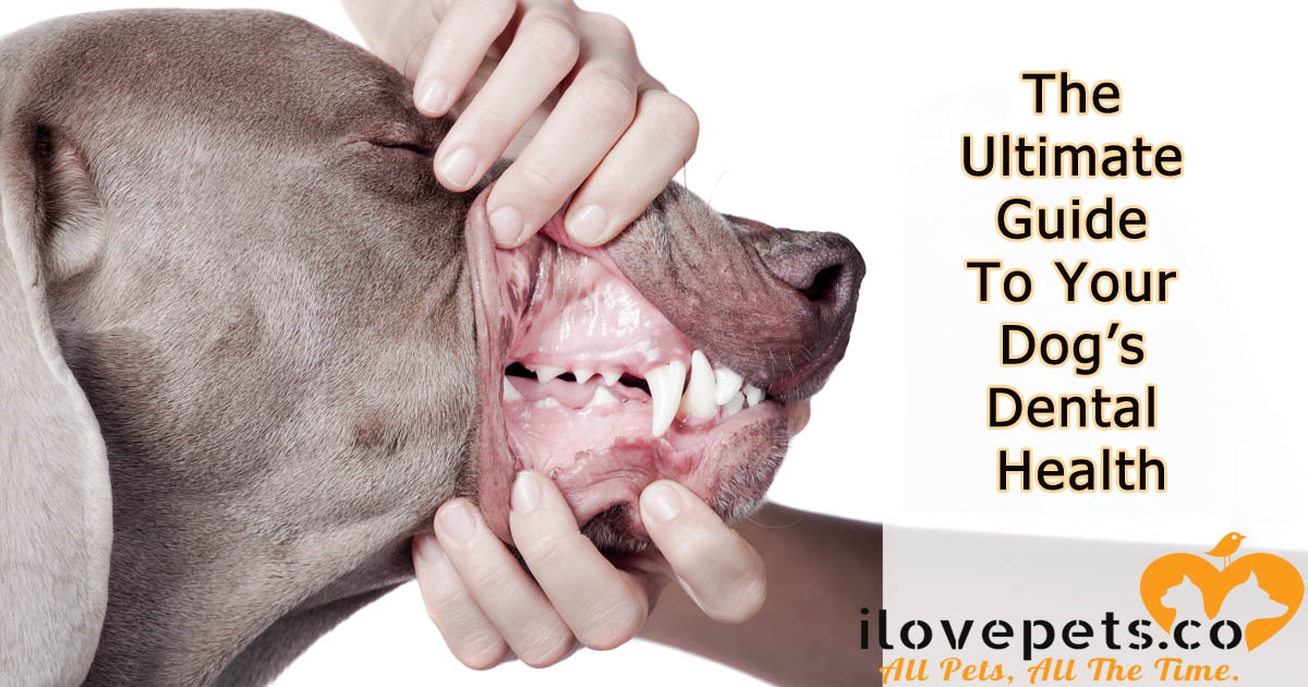 The Ultimate Guide To Your Dog's Dental Health