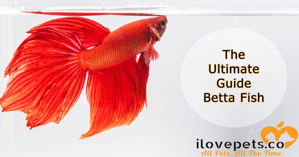 The Ultimate Guide To #BettaFish