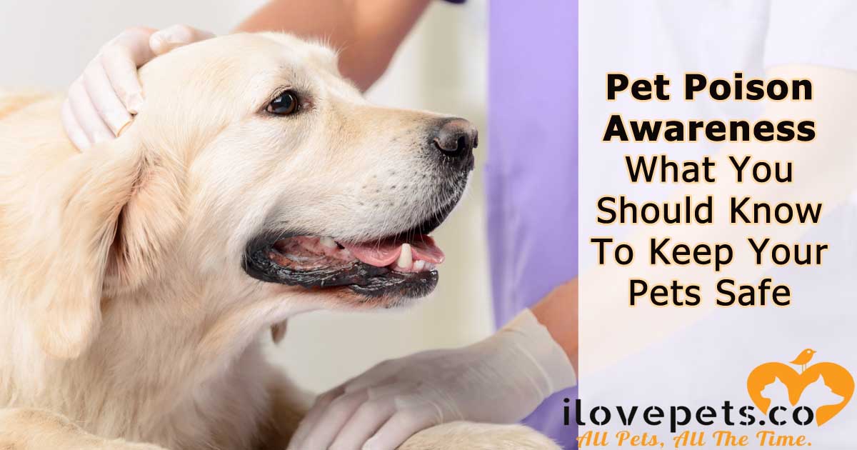 Pet Poison Awareness - Household Toxins