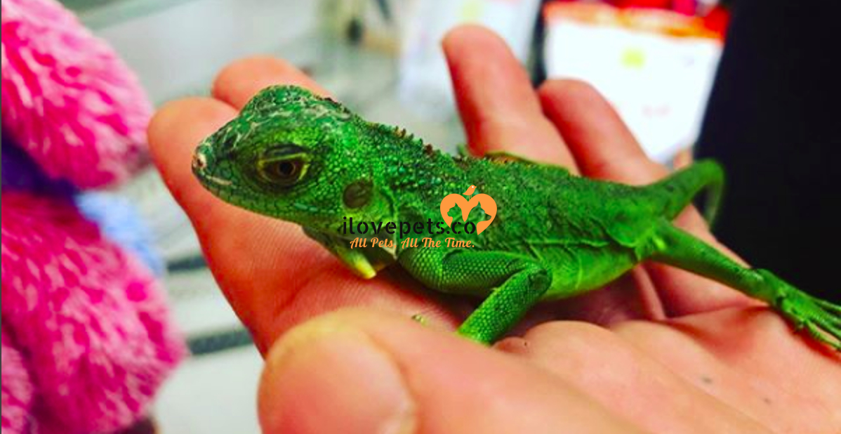 Pet Lizard Care Basics Basic Care For Lizards As Pets I Love Pets,Parmesan Cheese Grated